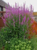 Lythrum Salicaria - Rachitan - planta perena la ghiveci P9 - H 5-10 cm - imagine 2