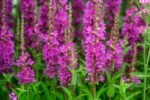 Lythrum Salicaria - Rachitan - planta perena la ghiveci P9 - H 5-10 cm