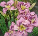 Hemerocallis Mildred Mitchell - Crin de o zi  - 1 rizom - imagine 2