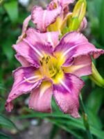 Hemerocallis Mildred Mitchell - Crin de o zi  - 1 rizom