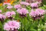Bergamota - Monarda  'Beauty of Cobham' (Balsamul albinelor) planta perena parfumata la ghiveci P9 - H 5-10 cm - imagine 2