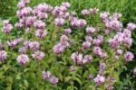 Bergamota - Monarda  'Beauty of Cobham' (Balsamul albinelor) planta perena parfumata la ghiveci P9 - H 5-10 cm - imagine 3