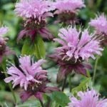 Bergamota - Monarda  'Beauty of Cobham' (Balsamul albinelor) planta perena parfumata la ghiveci P9 - H 5-10 cm