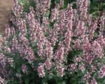 Nepeta Grandiflora Dawn to Dusk - Menta Pisicii la ghiveci P9, H 5 - 10 cm - imagine 2