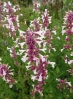 Nepeta Grandiflora Dawn to Dusk - Menta Pisicii la ghiveci P9, H 5 - 10 cm