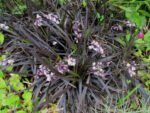 Ophiopogon Planiscapus Niger - Iarba Dragon Negru sau Noaptea de Abanos (vesnic verde) - 1 radacina nuda - imagine 3