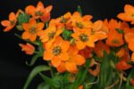 Bulbi Ornithogalum dubium - Steaua din Bethleem - pachet 3 bucati marime 5/6 (Livrarea dupa 10 Septembrie) - imagine 2