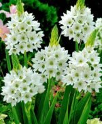 Ornithogalum  Nutans - Steaua din Bethleem  - Pachet 5 bulbi marime 6/7 (Livrarea dupa 10 Septembrie) - imagine 3