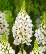 Ornithogalum  Nutans - Steaua din Bethleem  - Pachet 5 bulbi marime 6/7 (Livrarea dupa 10 Septembrie) - imagine 2