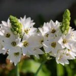 Ornithogalum  Nutans - Steaua din Bethleem  - Pachet 5 bulbi marime 6/7 (Livrarea dupa 10 Septembrie)
