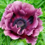 Papaver Patty's Plum - Mac Patty's Plum la ghiveci P9