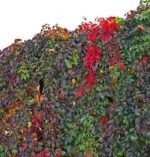 Parthenocissus quinquefolia Red Wall - Vita de vie ornamentala la ghiveci C2, H 80-100 cm - imagine 3