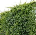 Parthenocissus quinquefolia Red Wall - Vita de vie ornamentala la ghiveci C2, H 80-100 cm - imagine 4