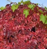 Parthenocissus quinquefolia Red Wall - Vita de vie ornamentala la ghiveci C2, H 80-100 cm