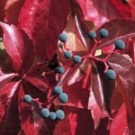 Parthenocissus quinquefolia Red Wall - Vita de vie ornamentala la ghiveci C2, H 80-100 cm - imagine 2