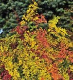 Parthenocissus quinquefolia Yellow Wall - Vita de vie ornamentala la ghiveci C2, H 80-100 cm - imagine 3