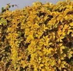 Parthenocissus quinquefolia Yellow Wall - Vita de vie ornamentala la ghiveci C2, H 80-100 cm - imagine 2