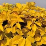 Parthenocissus quinquefolia Yellow Wall - Vita de vie ornamentala la ghiveci C2, H 80-100 cm