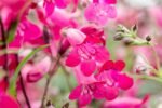 Penstemon Garneth la ghiveci P9