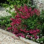 Penstemon Garneth la ghiveci P9 - imagine 3