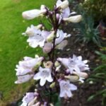 Penstemon Husker Red la ghiveci P9