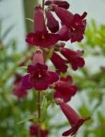 Penstemon Rich Ruby la ghiveci P9