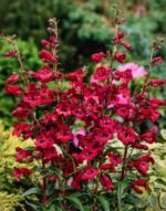 Penstemon Rich Ruby la ghiveci P9 - imagine 2