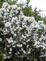 Iasomie cu flori (batuta) duble parfumate - Philadelphus „Virginal” - la ghiveci C2, H 4-50 cm - imagine 2