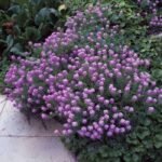 Phuopsis stylosa -planta perena acoperitoare de sol la ghiveci P9 - imagine 2