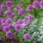 Phuopsis stylosa -planta perena acoperitoare de sol la ghiveci P9