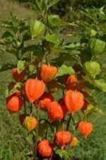 Physalis alkekengi franchetii - Lampionul chinezesc la ghiveci P9, H 5-10 cm