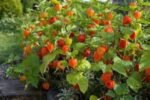 Physalis alkekengi franchetii - Lampionul chinezesc la ghiveci P9, H 5-10 cm - imagine 2