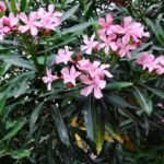 Nerium Oleander Roz- Leandru Roz- arbust vesnic verde la ghiveci C3 - H 50-60 cm