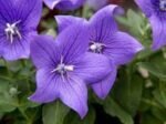 Floarea Balon - Platycodon grandiflorus 'Mariesii' - planta perena la ghiveci P9 - H 5-10 cm