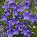 Floarea Balon - Platycodon grandiflorus 'Mariesii' - planta perena la ghiveci P9 - H 5-10 cm - imagine 2
