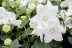 Floarea Balon - Platycodon Fuji White - planta perena la ghiveci P9 - H 5-10 cm