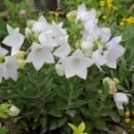Floarea Balon - Platycodon Fuji White - planta perena la ghiveci P9 - H 5-10 cm - imagine 2
