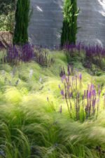 Stipa tenuissima "Pony Tail" - iarba ornamentala la ghiveci P9 - imagine 2