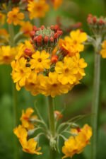 Primula bulleyana - la ghiveci P9