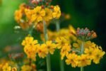 Primula bulleyana - la ghiveci P9 - imagine 2