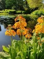 Primula bulleyana - la ghiveci P9 - imagine 3