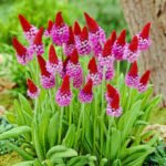Primula Vialii - la ghiveci P9 - H 5-10 cm