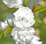 Prunus glandulosa Alba Plena - Migdal Japonez cu flori duble alb la ghiveci P9 (Livrarea dupa 10 Septembrie)