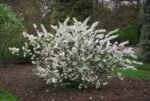 Prunus glandulosa Alba Plena - Migdal Japonez cu flori duble alb la ghiveci P9 (Livrarea dupa 10 Septembrie) - imagine 3