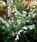 Prunus glandulosa Alba Plena - Migdal Japonez cu flori duble alb la ghiveci P9 (Livrarea dupa 10 Septembrie) - imagine 2