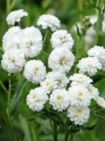 Achillea Ptarmica The Pearl - Coada soricelului decorativa la ghiveci P9 , H 5-10 cm