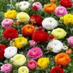 Piciorul Cocosului mix culori - Ranunculus asiaticus marime 5/6 - pachet 50 rizomi