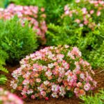 Trandafir miniatural alpin Rosa Cutie Pie la ghiveci P9