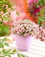 Trandafir miniatural alpin Rosa Cutie Pie la ghiveci P9 - imagine 2