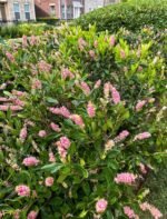 Clethra alnifolia Ruby Spice - Dulceata de vara rubinie-Arbust parfumat la ghiveci P 9.5, H 30 cm - imagine 2